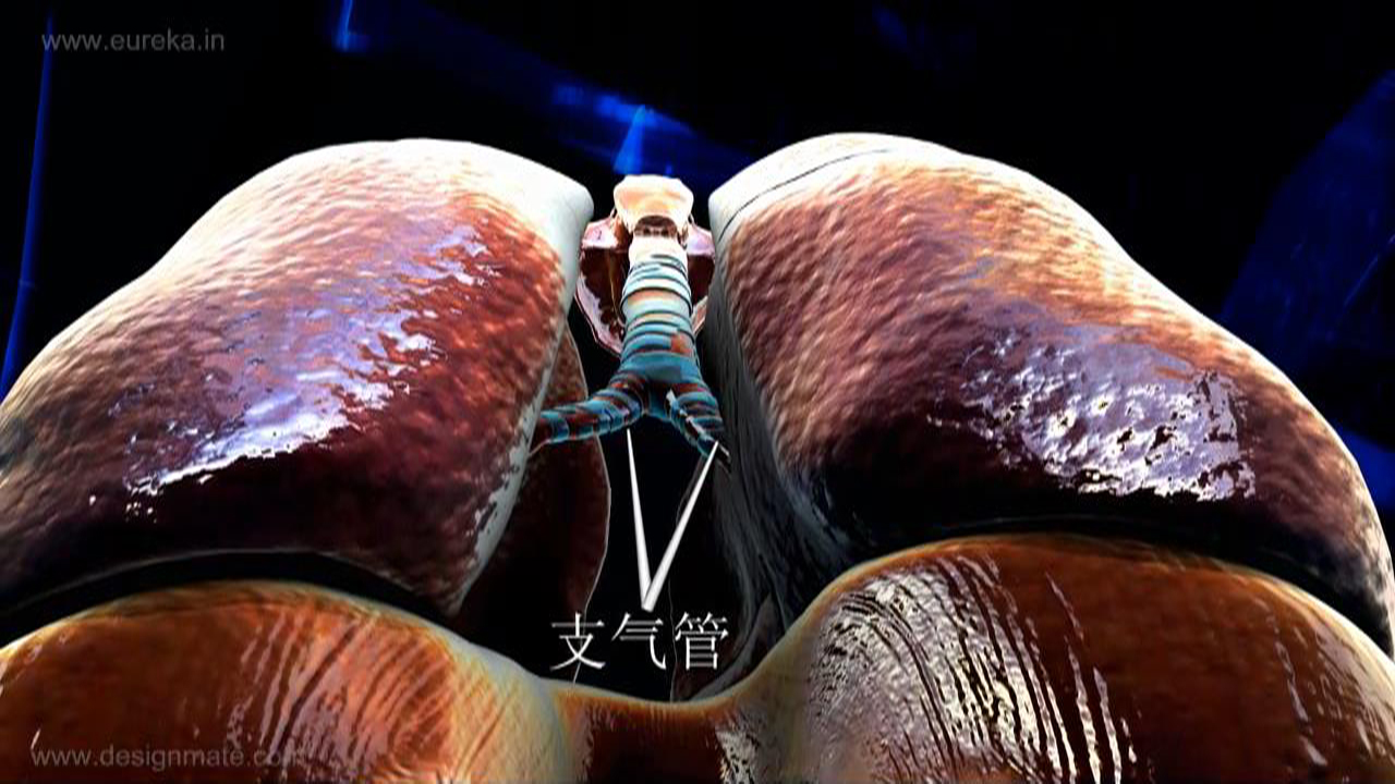 【VR 3D生物】呼吸系統(tǒng)