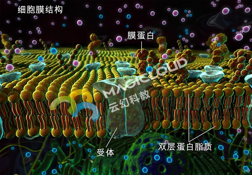 1534816825888904.jpg 1-副.jpg